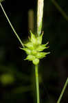 Pine barren sedge